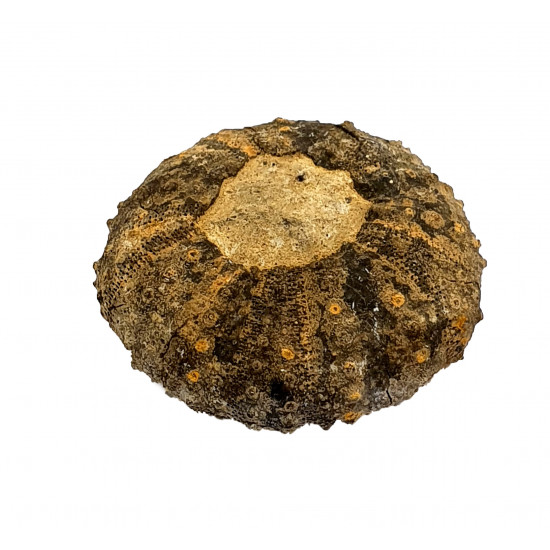 Diplopodia pentagona