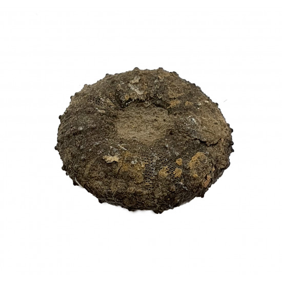 Diplopodia pentagona
