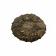 Diplopodia pentagona