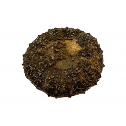 Diplopodia pentagona