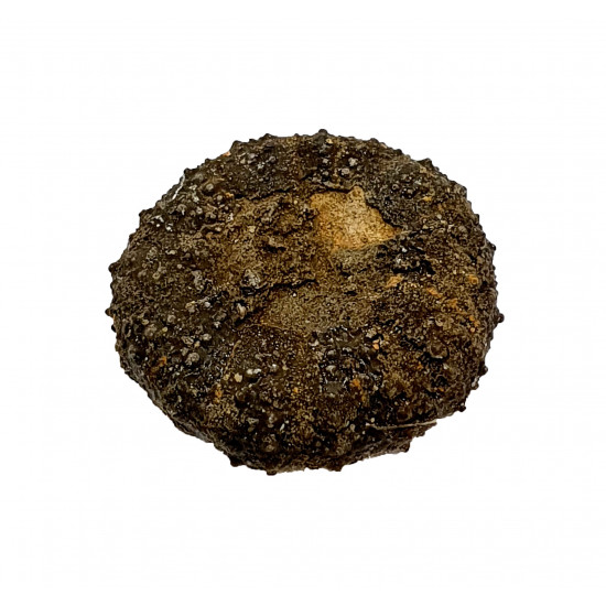 Diplopodia pentagona
