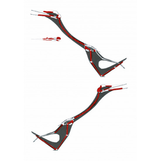 Phosphatodraco mauritanicus (Pterosaure) Phosphatodraco mauritanicus (Pterosaure)
