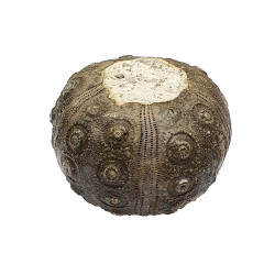 dickisicidaris turbeti