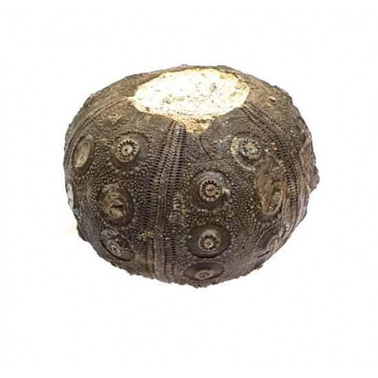 dickisicidaris turbeti