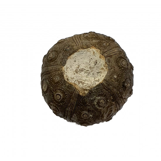 dickisicidaris turbeti