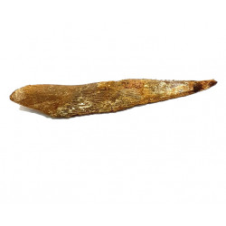 Hybodus sp. (spine)