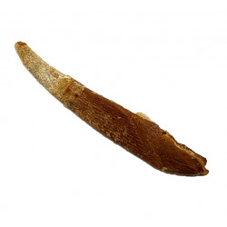 hybodus sp. (backbone)