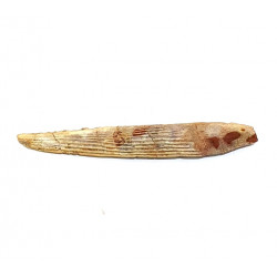 Hybodus sp. (backbone)