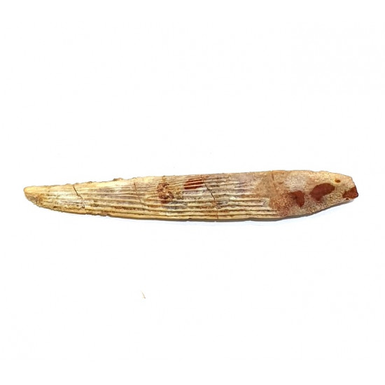 Hybodus sp. (backbone)