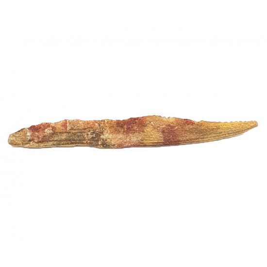 Hybodus sp. (backbone)