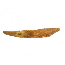Hybodus sp. (backbone)