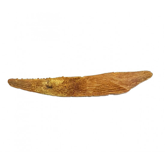 Hybodus sp. (backbone)
