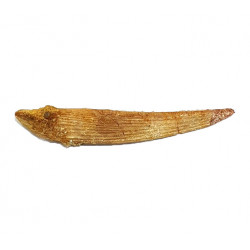Hybodus sp. (backbone)