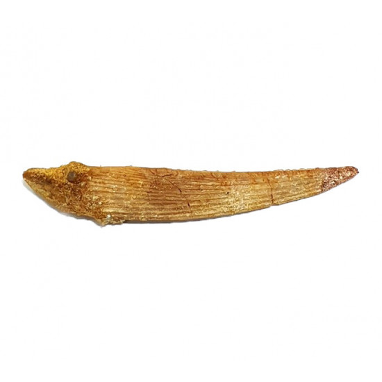 Hybodus sp. (backbone)