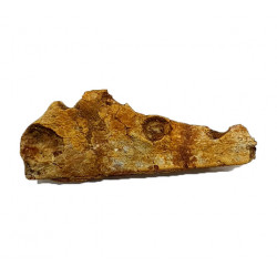 elosuchus cherifiensis (mandible)