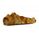 elosuchus cherifiensis (mandible)