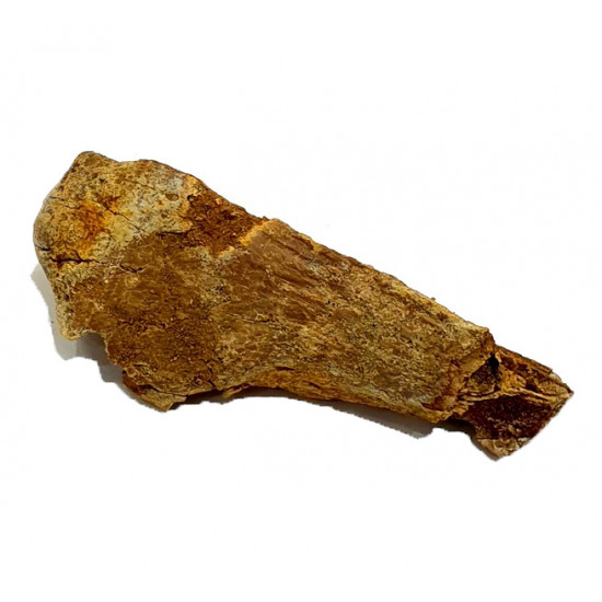 elosuchus cherifiensis (mandible)