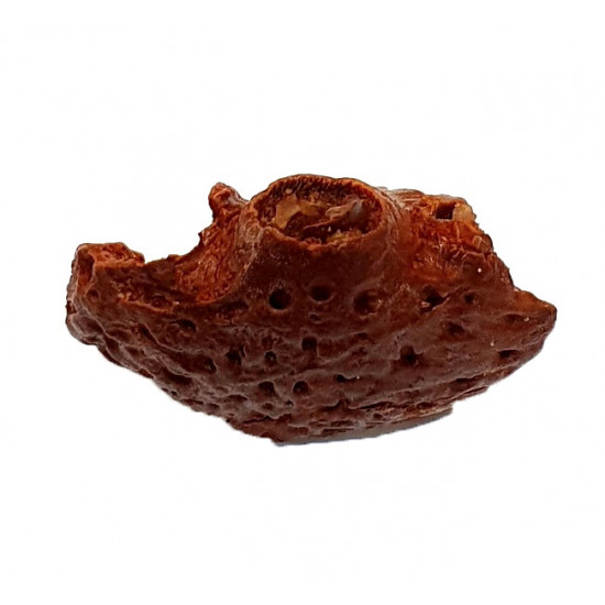 elosuchus cherifiensis (mandible)