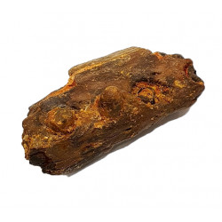 elosuchus cherifiensis (mandible)