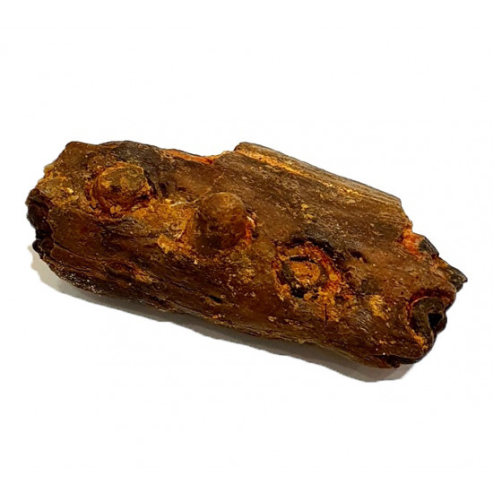 elosuchus cherifiensis (mandible)