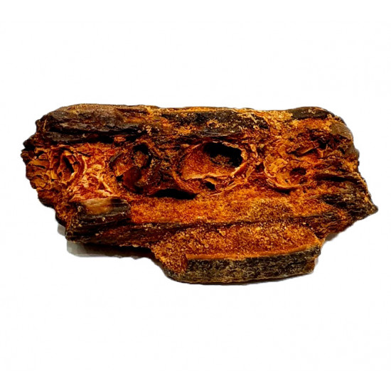 elosuchus cherifiensis (mandible)
