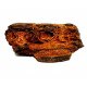 elosuchus cherifiensis (mandible)