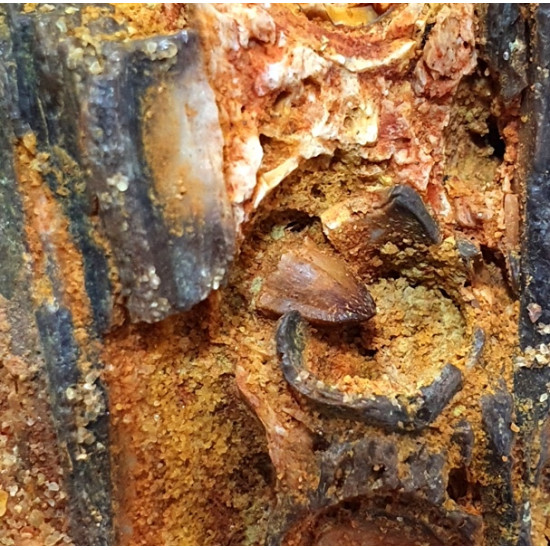 elosuchus cherifiensis (mandible)
