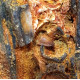 elosuchus cherifiensis (mandible)