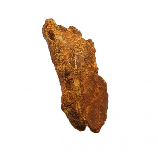 hamadasuchus rebouli (mandible)