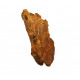 hamadasuchus rebouli (mandible)