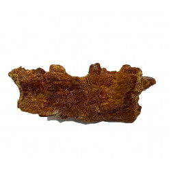 hamadasuchus rebouli (mandible)