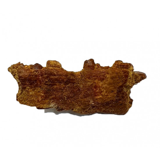 hamadasuchus rebouli (mandible)