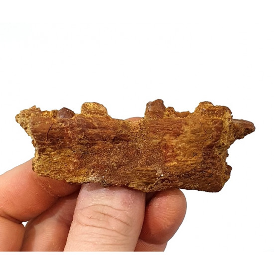 hamadasuchus rebouli (mandible)