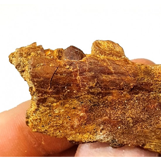 hamadasuchus rebouli (mandible)