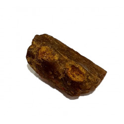 elosuchus cherifiensis (mandible)
