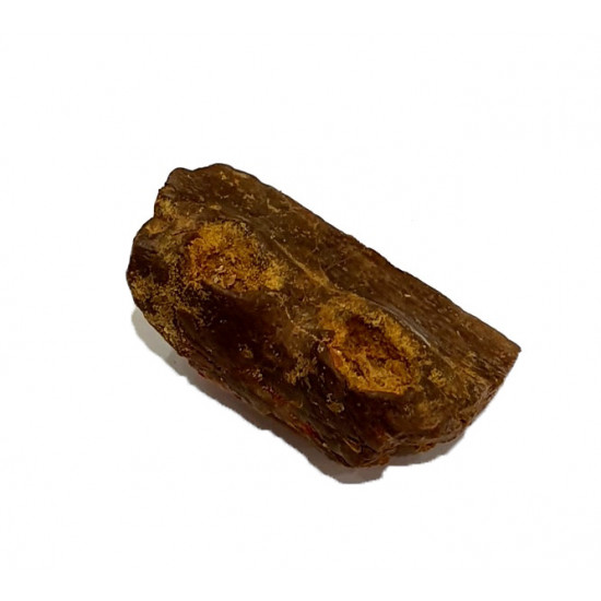 elosuchus cherifiensis (mandible)