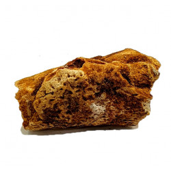elosuchus cherifiensis (mandible)