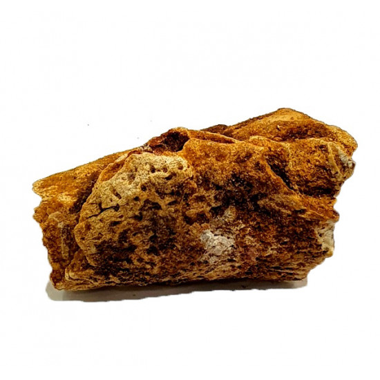 elosuchus cherifiensis (mandible)