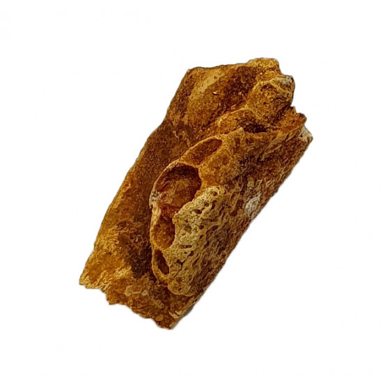elosuchus cherifiensis (mandible)