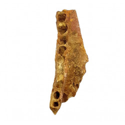 elosuchus cherifiensis (mandible)