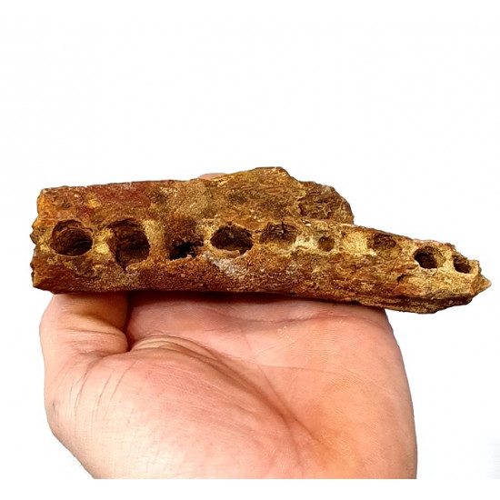 elosuchus cherifiensis (mandible)
