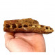 elosuchus cherifiensis (mandible)