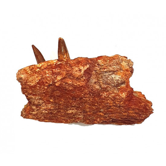 elosuchus cherifiensis (mandible)
