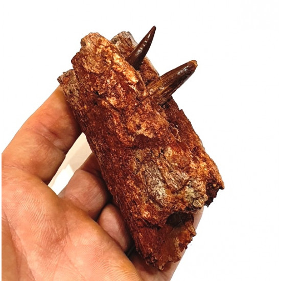 elosuchus cherifiensis (mandible)
