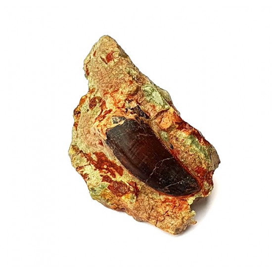 Eocharcarias sp. Dent de dinosaure Theropode