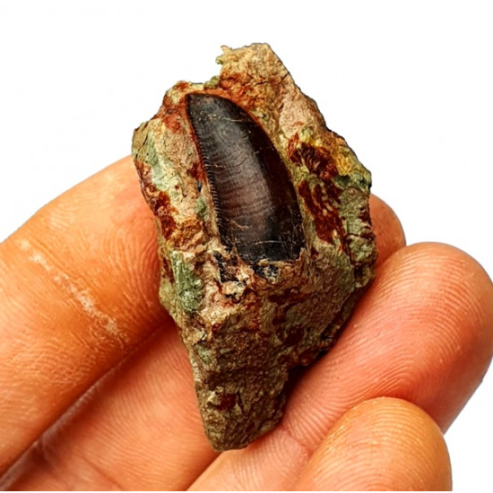 Eocharcarias sp. Dent de dinosaure Theropode