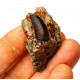 Eocharcarias sp. Dent de dinosaure Theropode