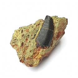 Eocharcarias sp. Dent de dinosaure Theropode