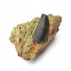 Eocharcarias sp. Dent de dinosaure Theropode