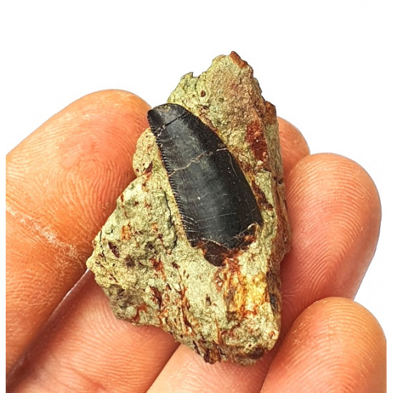 Eocharcarias sp. Dent de dinosaure Theropode